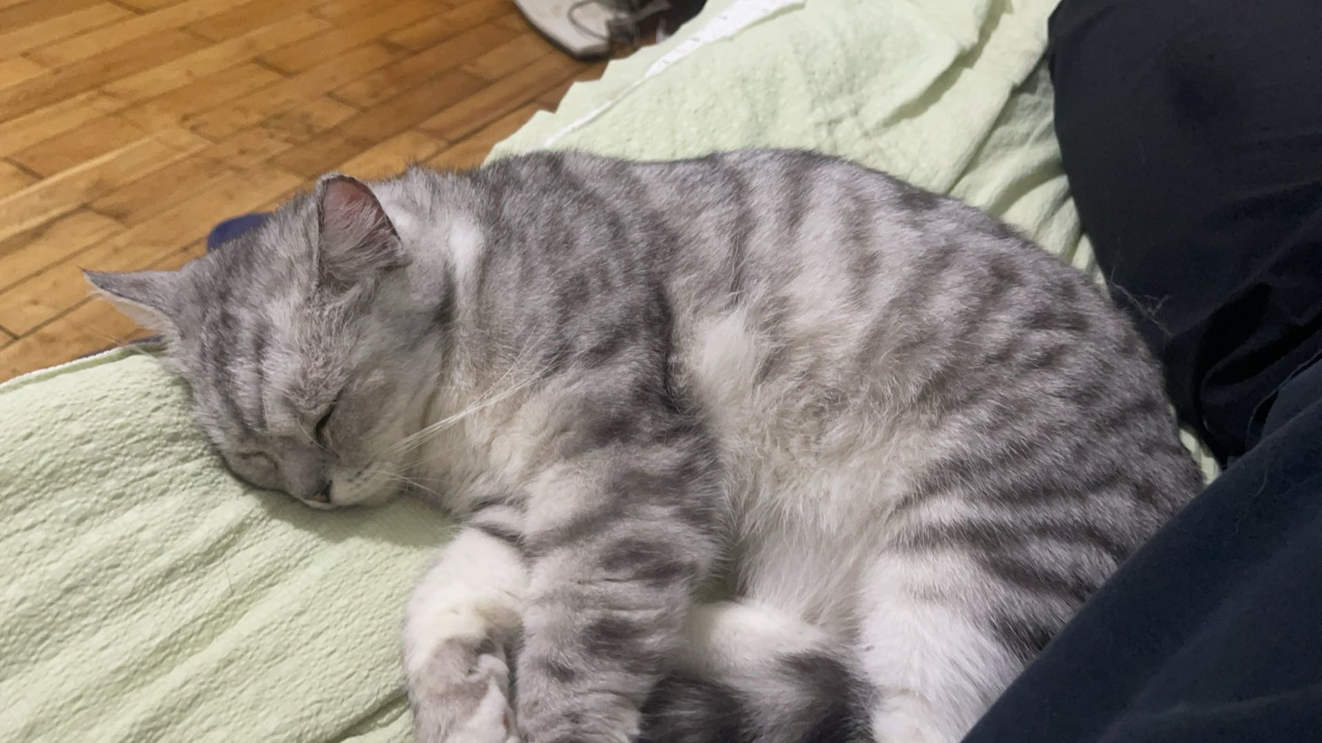 小猫很可爱很粘人