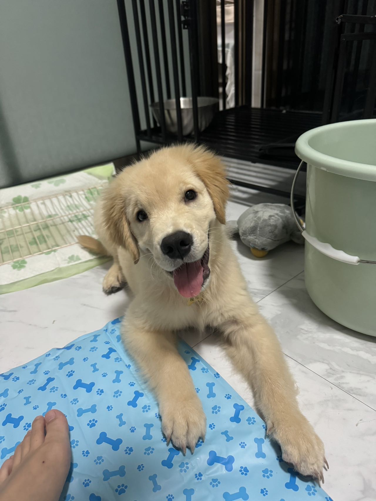 狗狗萌宠档案