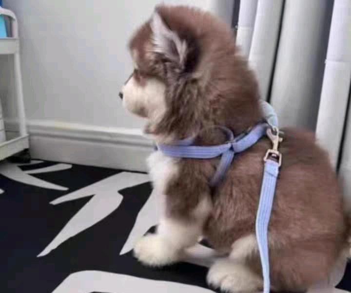 狗狗其它