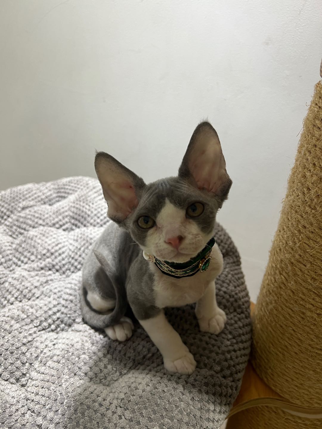 自家繁育蓝白德文卷毛猫弟弟
超大精灵耳，开脸端正，品相漂亮
性格温顺粘人，活泼可爱，已做驱虫疫苗
无猫癣无病，健康保障，…