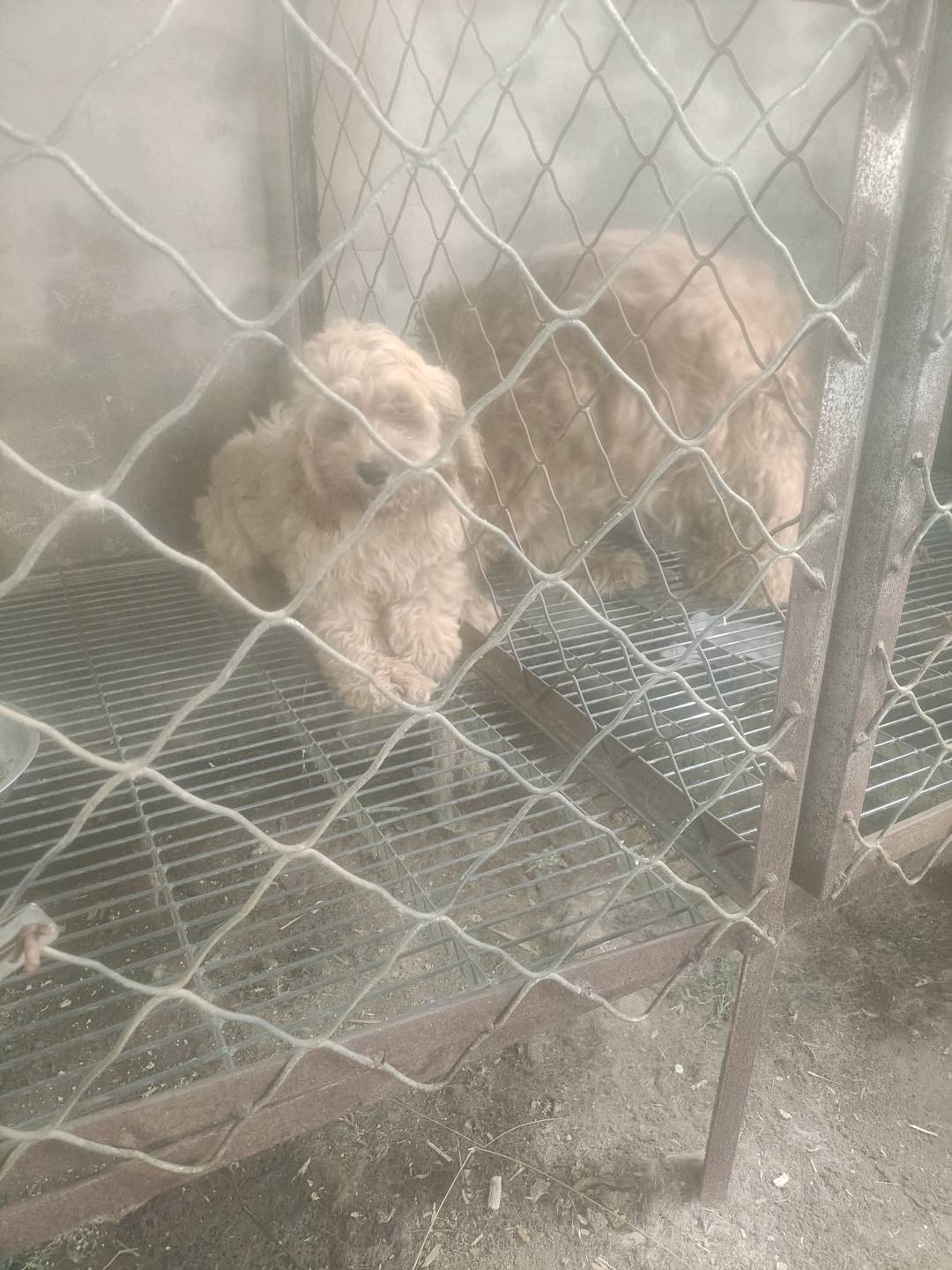 可爱漂亮的可卡布小新母