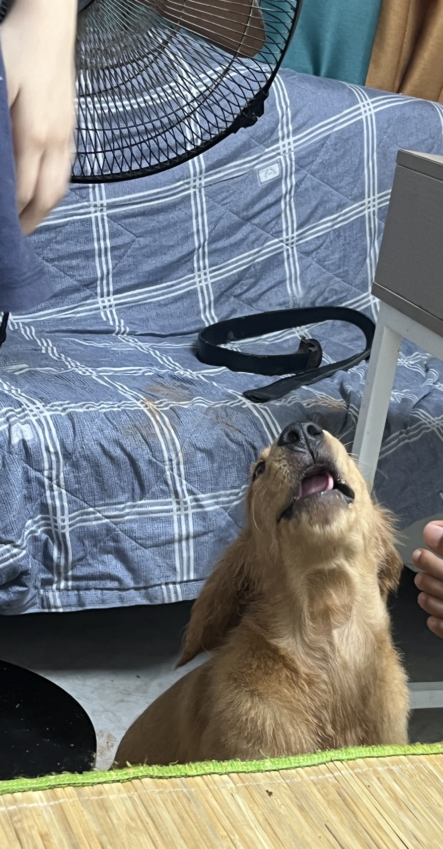 狗狗金毛犬