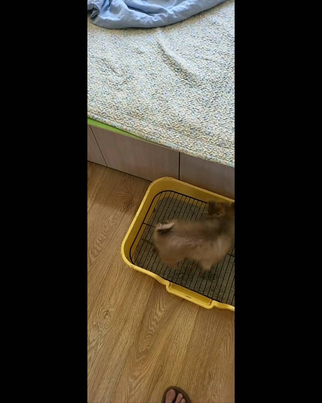 上门训犬，定点上厕所，扑人，爆冲，分离焦虑，随行，几百种技能培训。