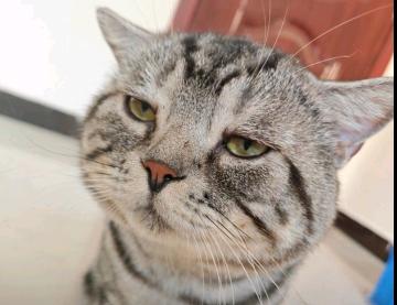 上门喂猫遛狗,本人十分热爱小动物,并且时间自由,有需要可以联系我!
