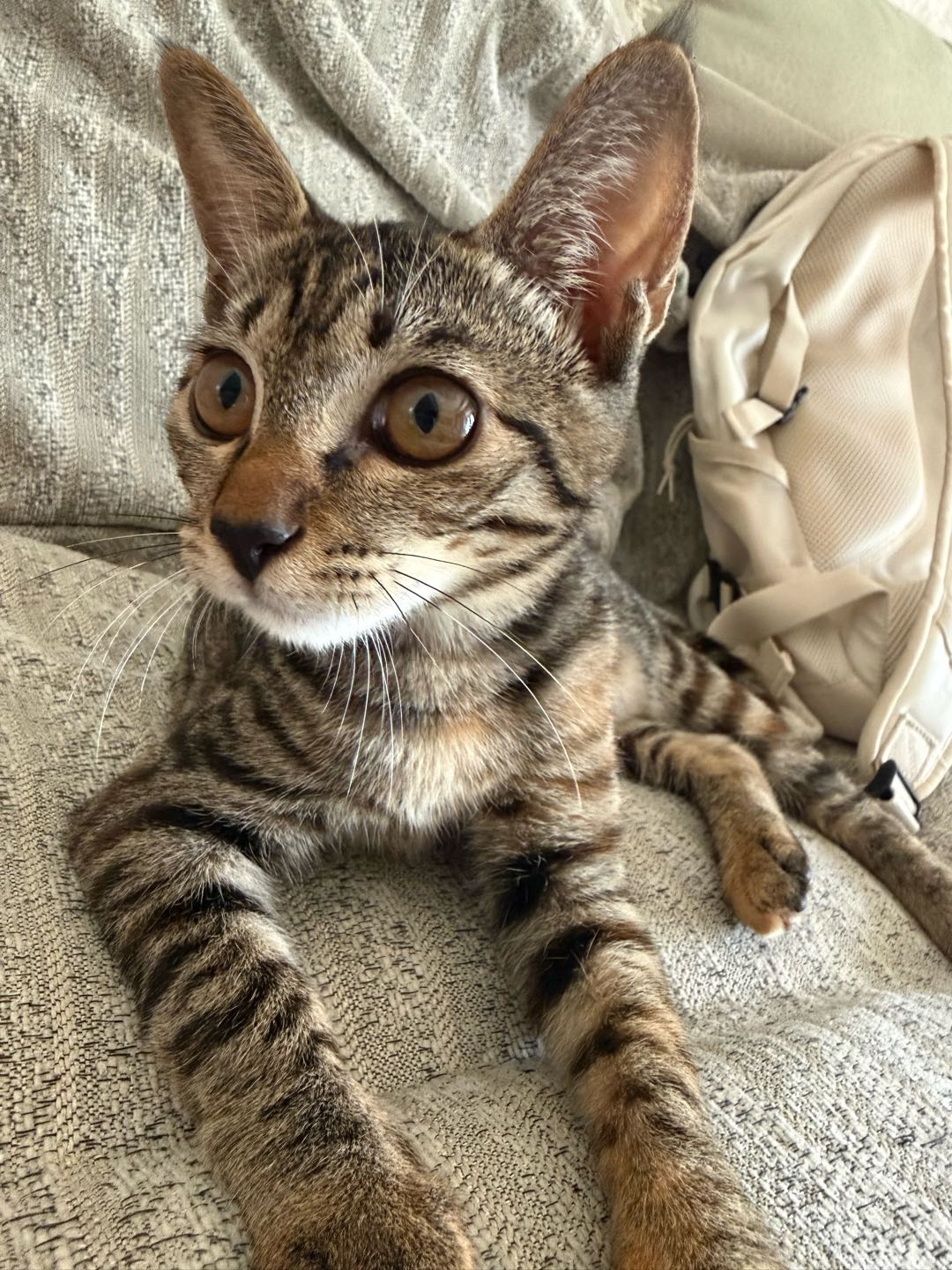 猫猫萌宠档案
