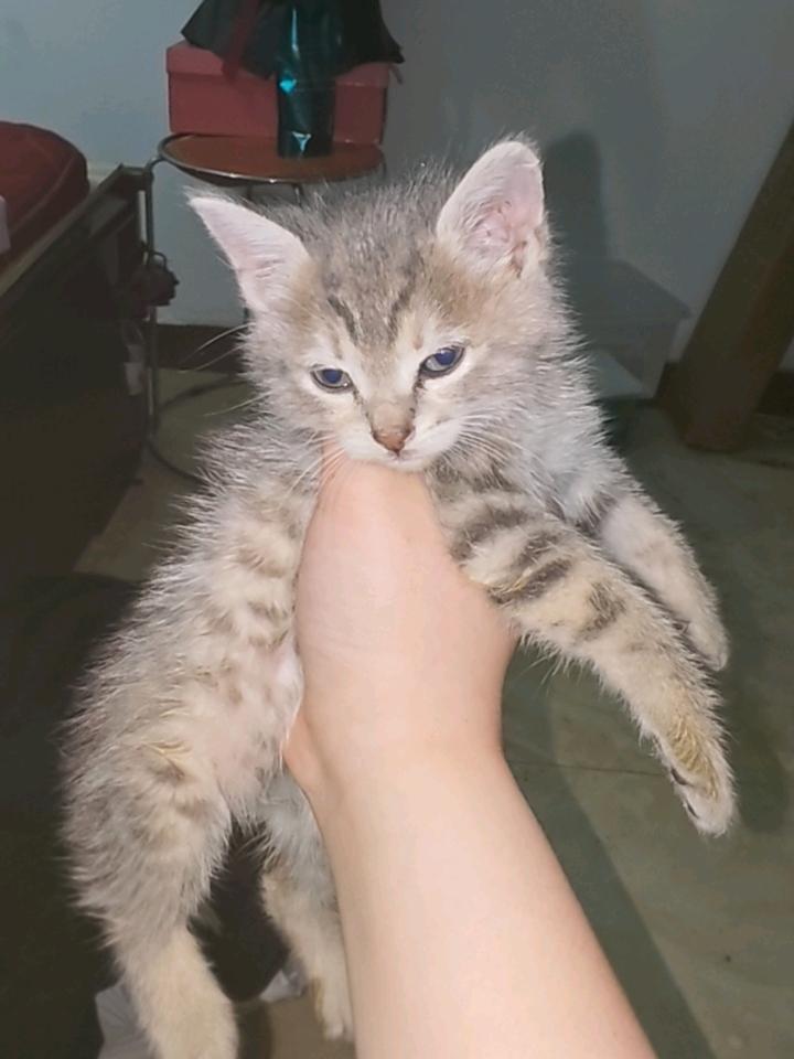 猫猫其它