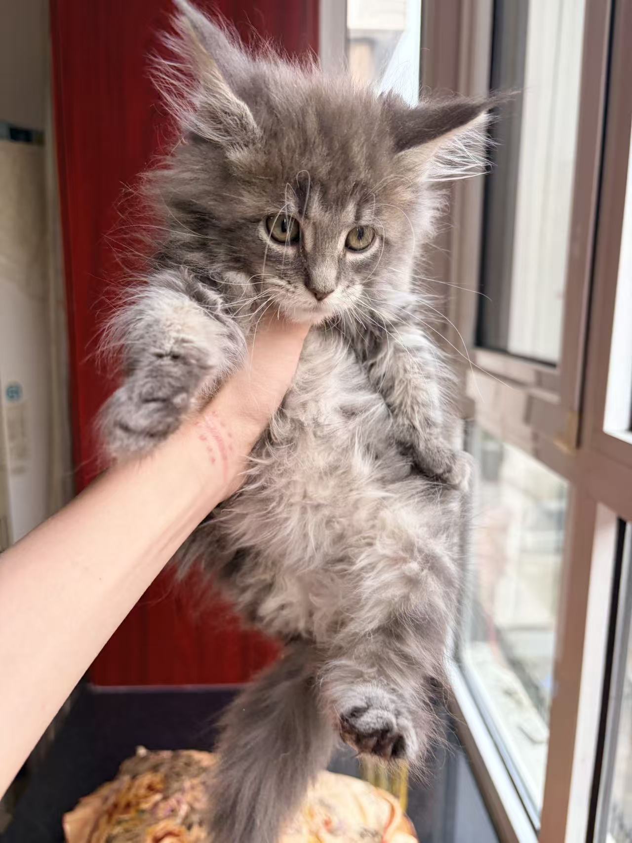 猫猫缅因猫