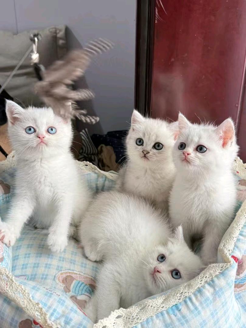 家养银渐层小猫，两个月，健康活泼，毛色很漂亮，性格软萌，没病没癣，放心养～

支持自提，喜欢可以来看猫，细节随时问我，价…