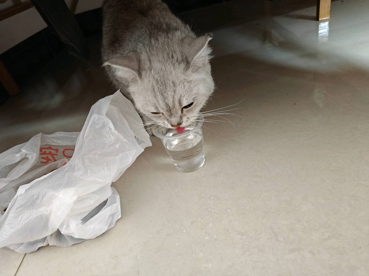 猫猫银渐层