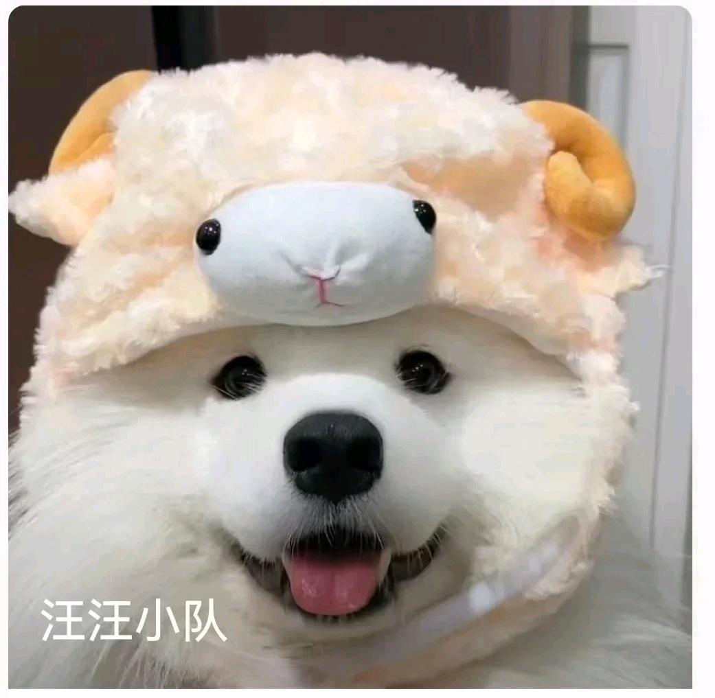 后面我自己都会给他做的。这个不用担心。想找一个跟我共同养的。