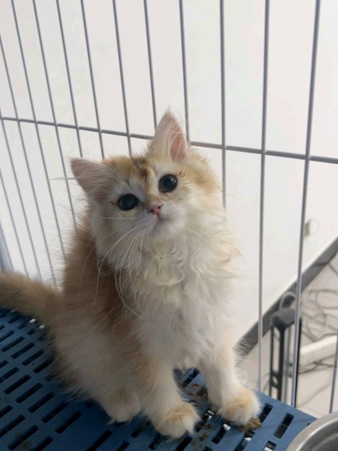猫猫其它
