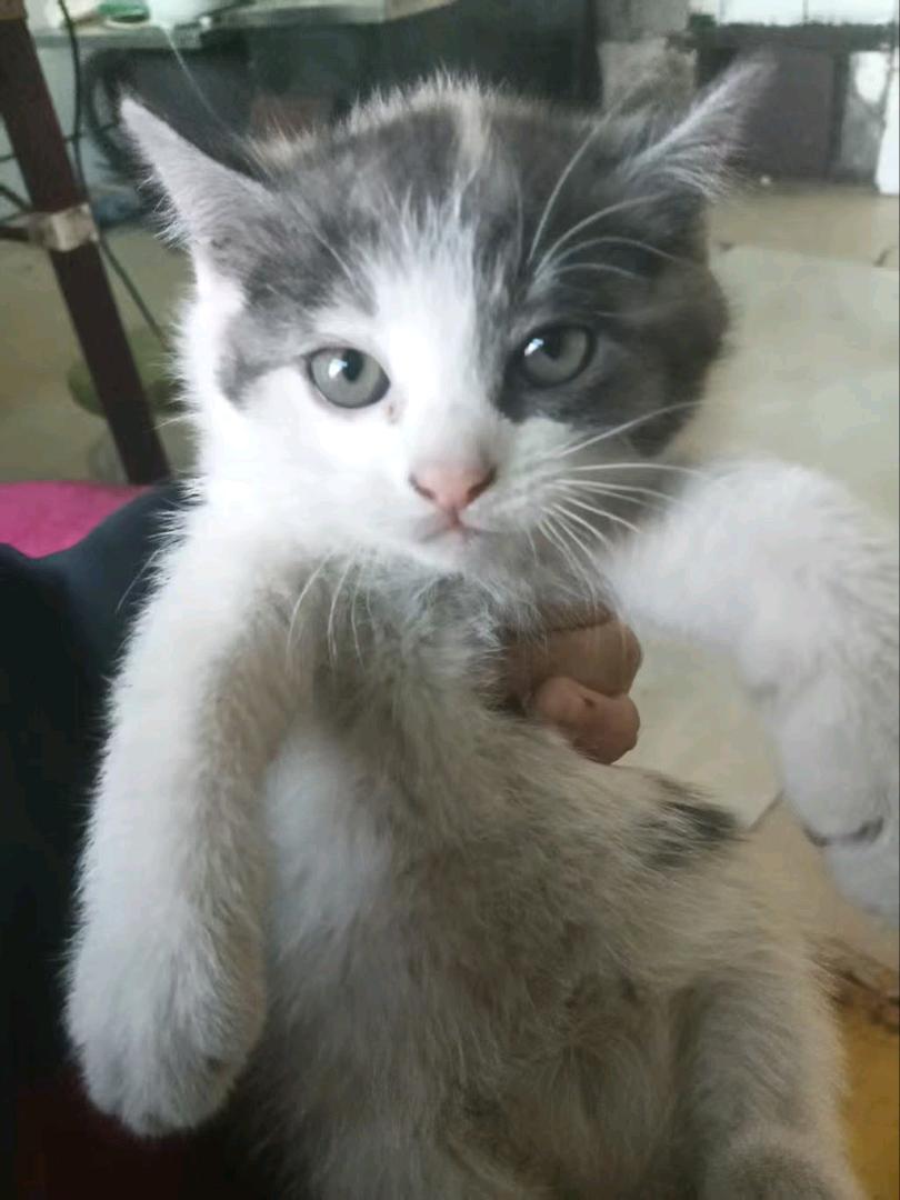 一个多月的小猫崽 希望找一个对她好 不弃养的主人