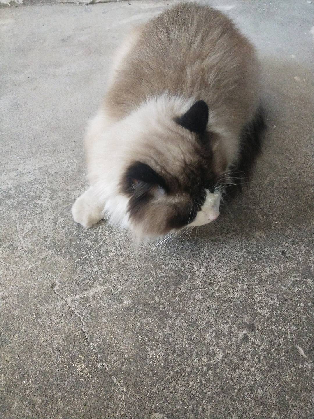 这猫谁的啊