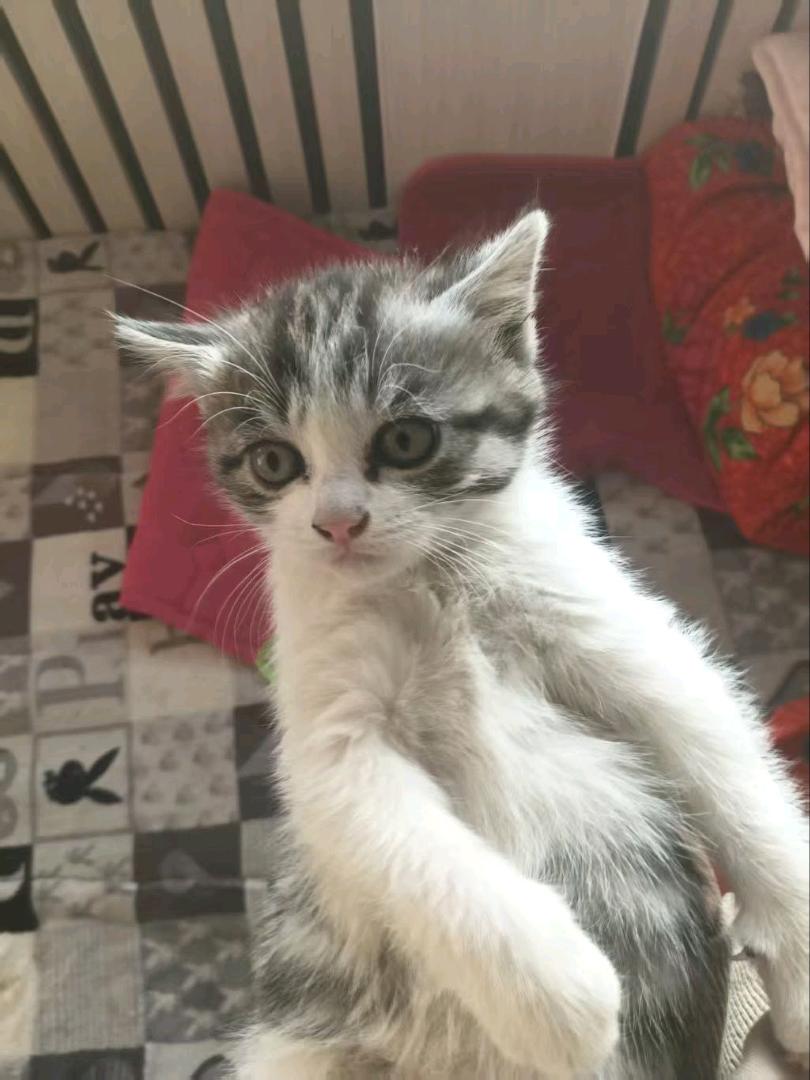 一个多月的小猫崽 希望找一个对她好 不弃养的主人