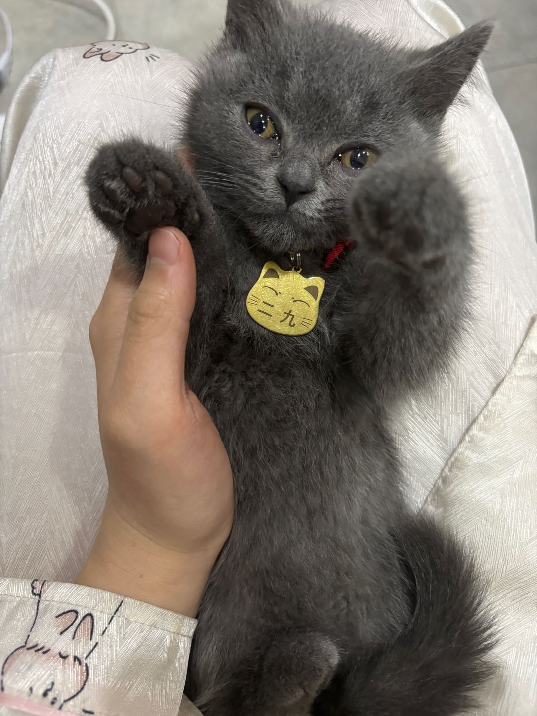猫猫英国短毛猫
