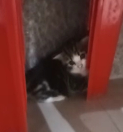 猫猫东方短毛猫