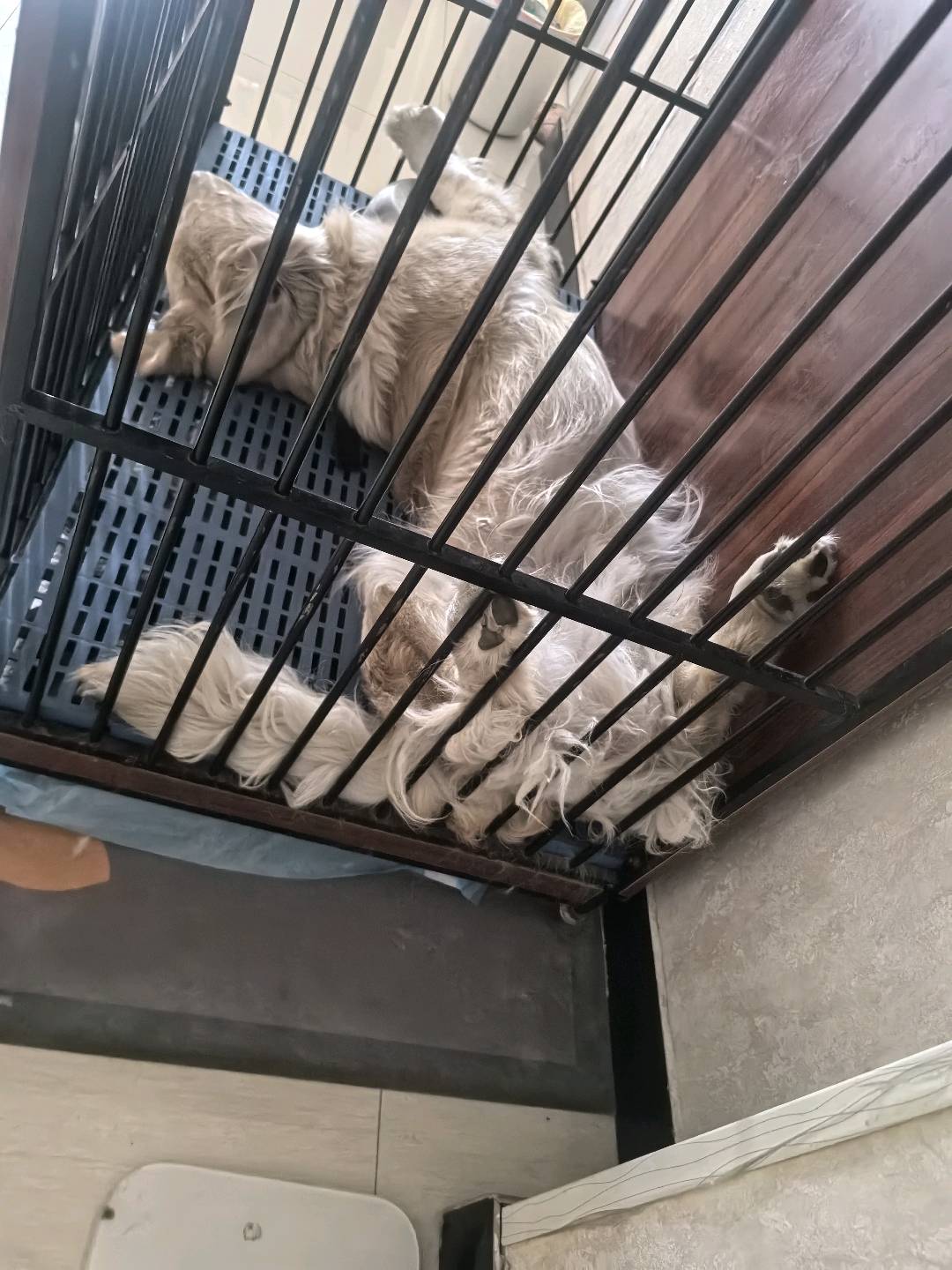 萌宠档案