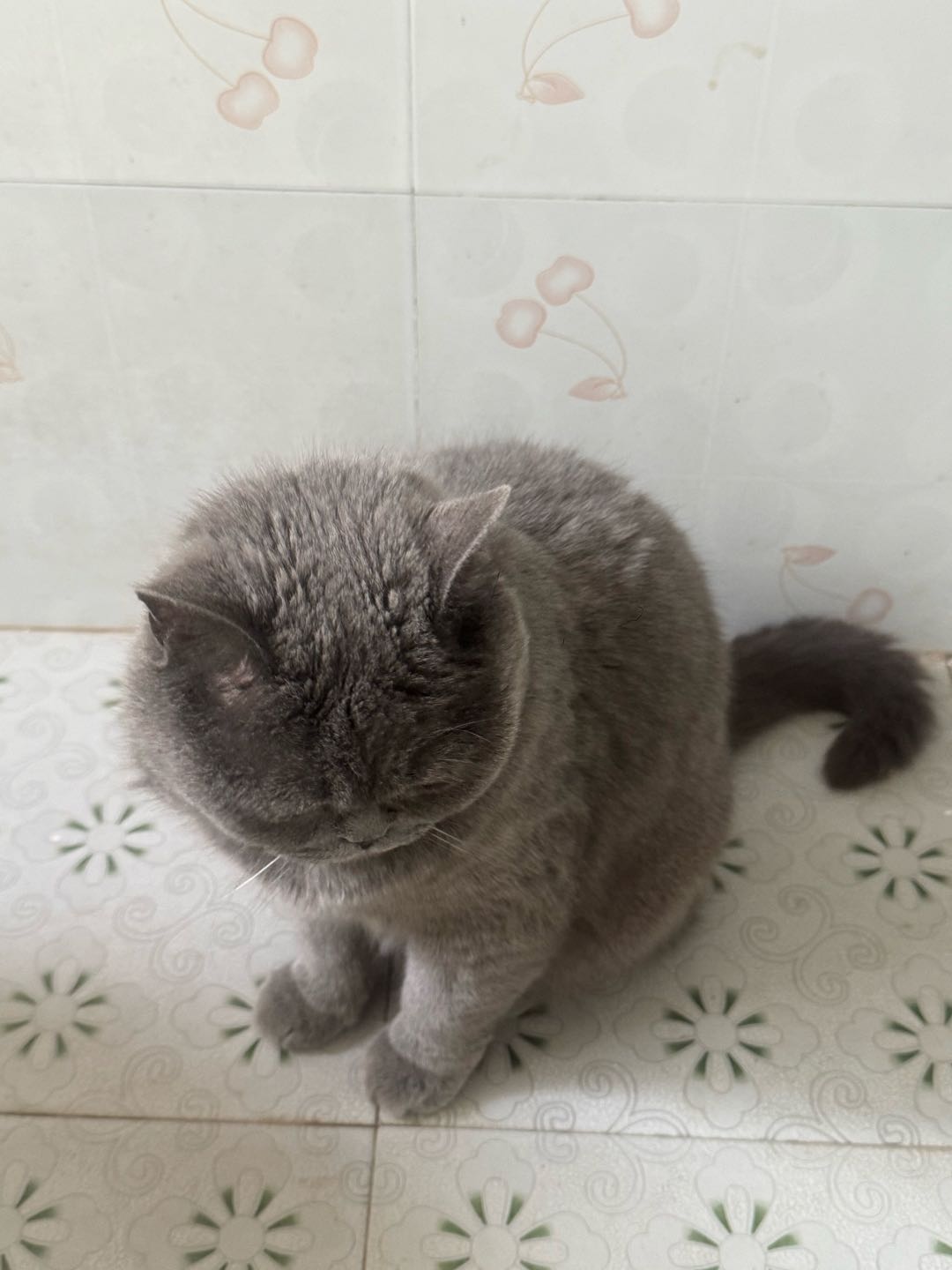 一只可爱的小蓝猫