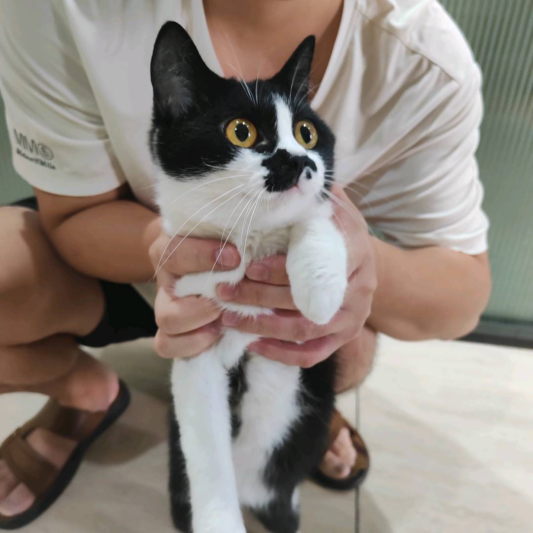 性格温顺