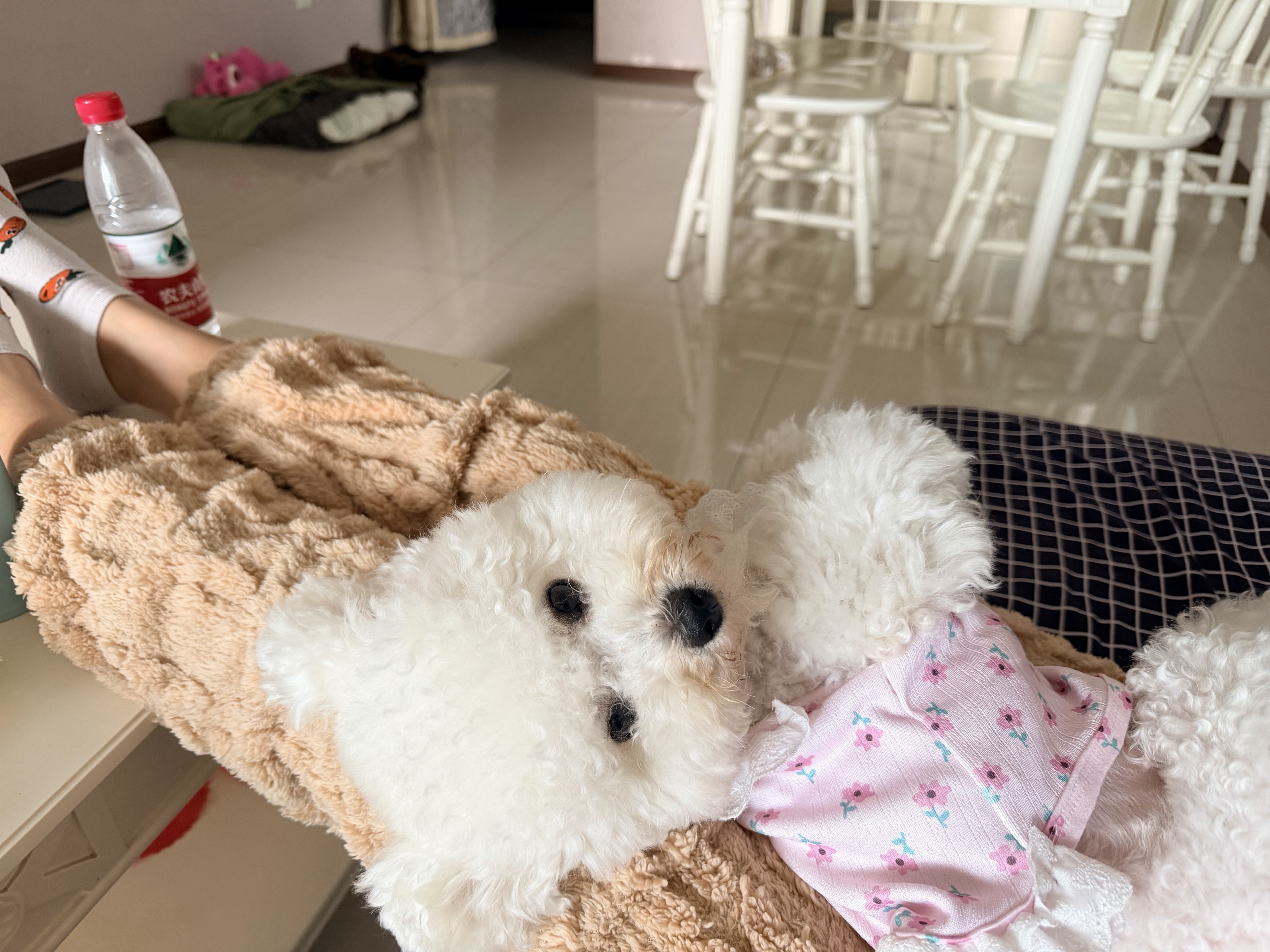 狗狗萌宠档案