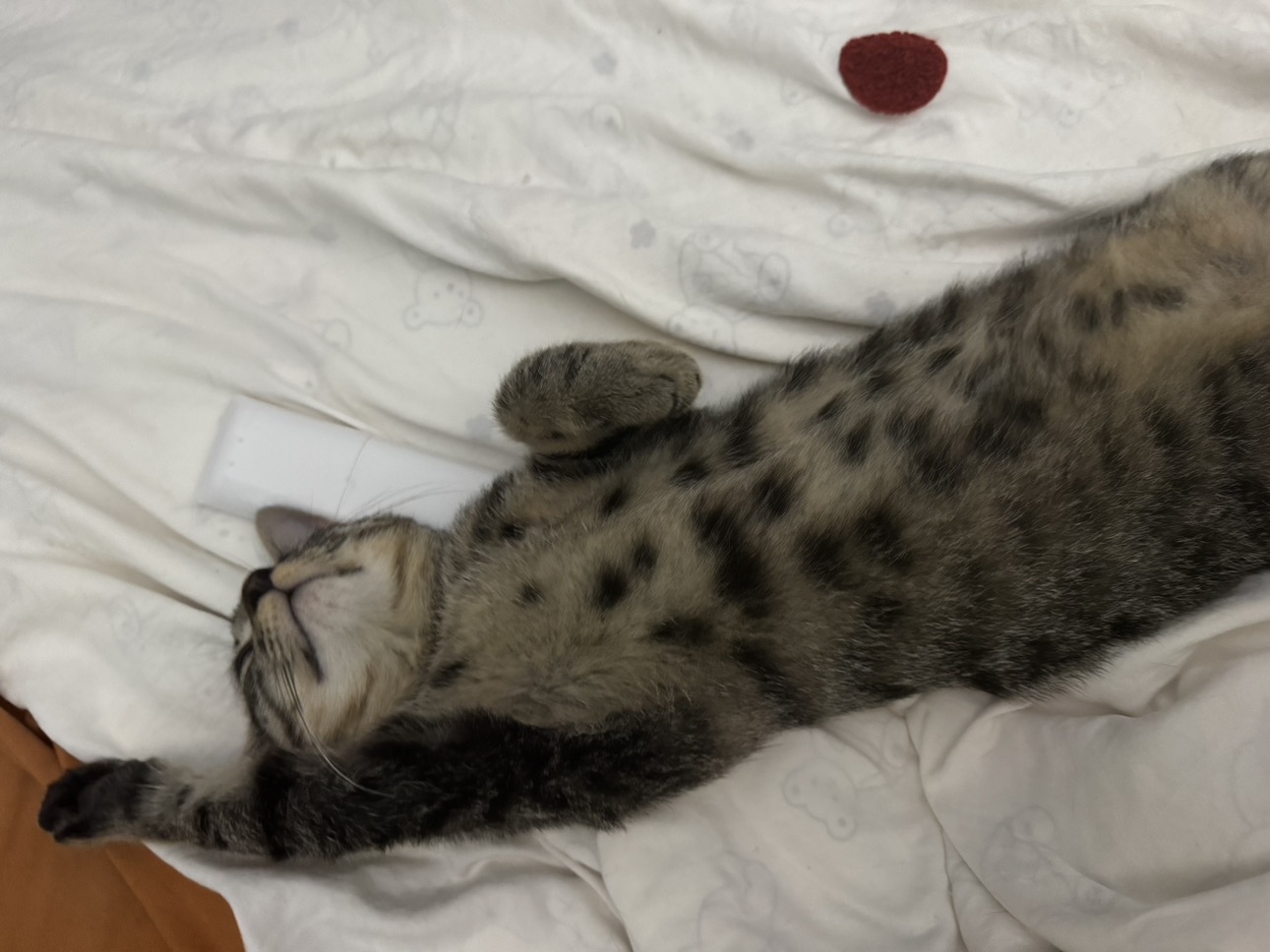 猫猫萌宠档案