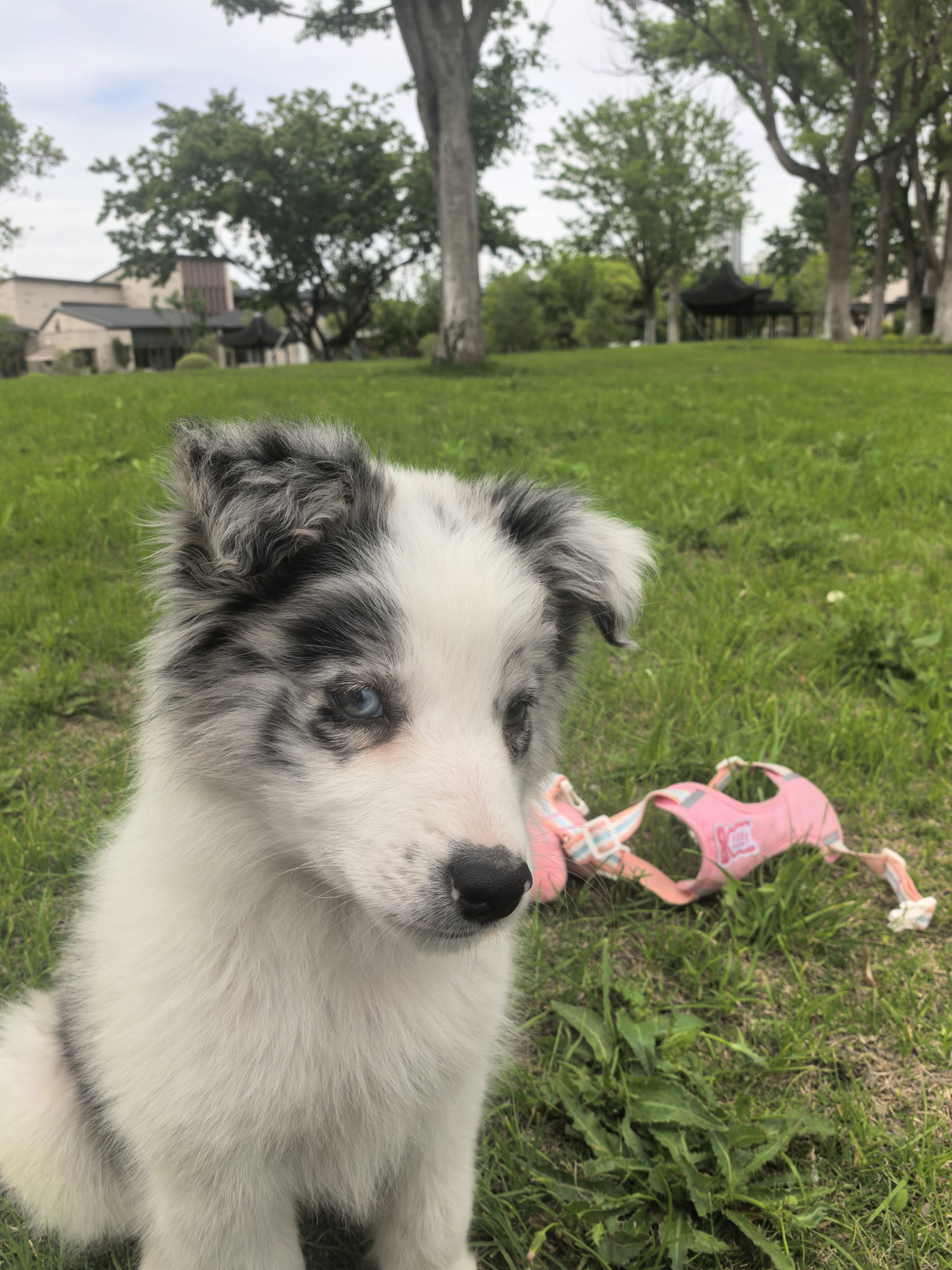 狗狗边境牧羊犬