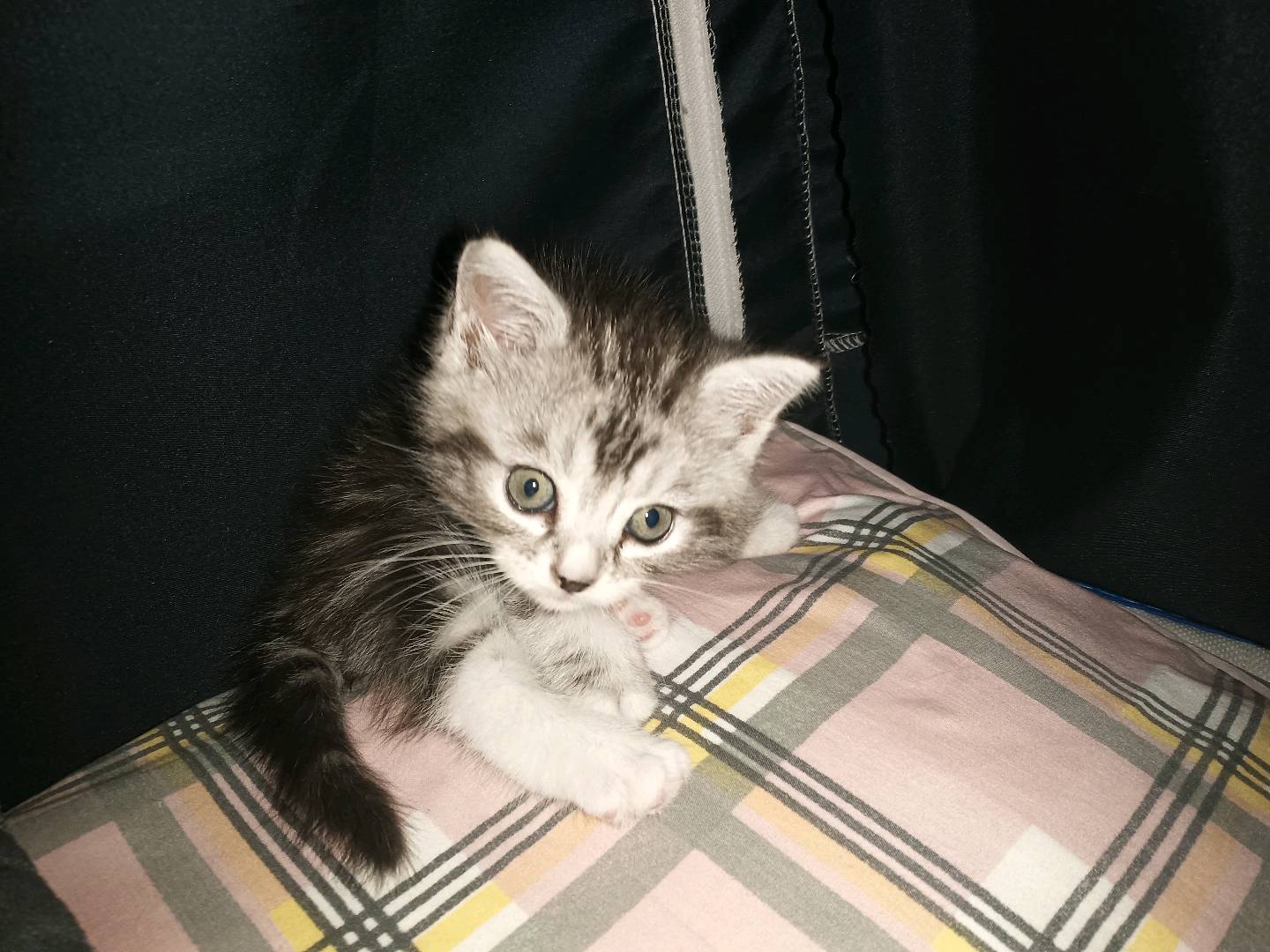 猫狗上门喂养
猫狗上门喂养，自己养猫养狗，认真负责，全程录像，自备鞋套手套
服务内容：主人可自行说明，未说明包含换粮，换猫砂，遛猫遛狗
服务时长：1-*小时
计费方式：*5/小时