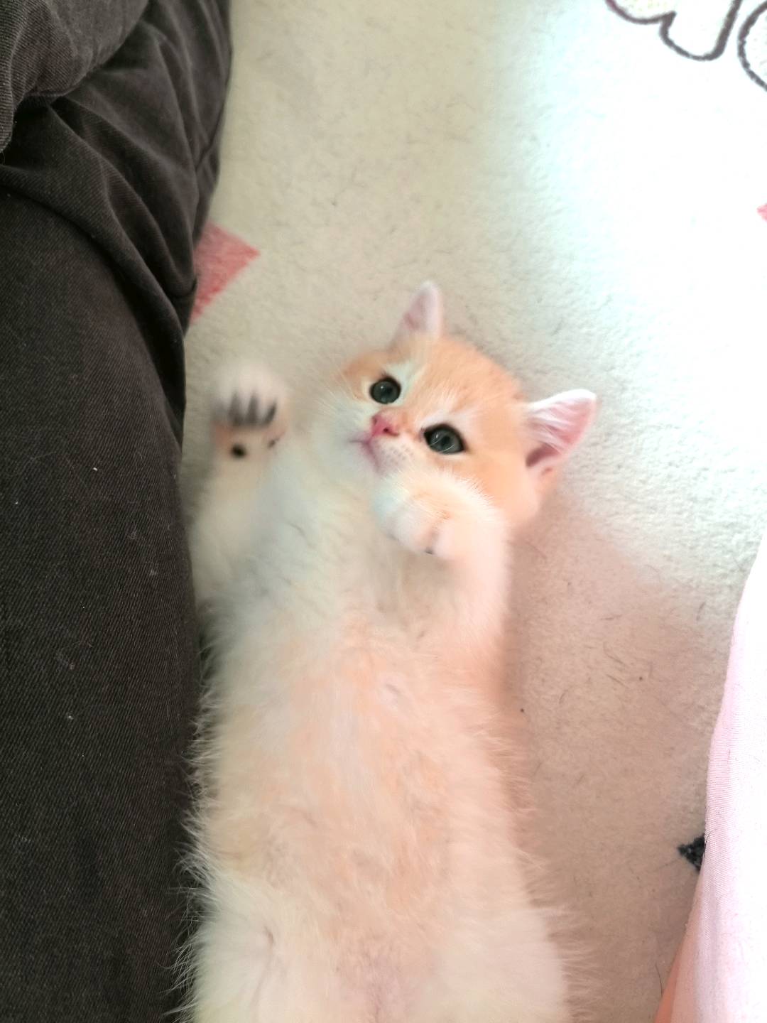 金渐层妹妹有要的吗，两个月啦自家猫咪生的，猫粮猫砂都会，性格温顺粘人，非常健康，喜欢可来看
