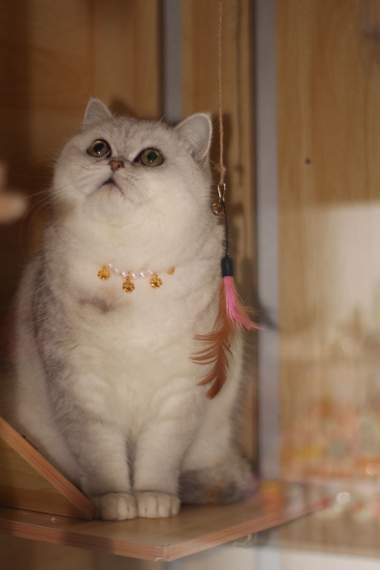猫猫萌宠档案