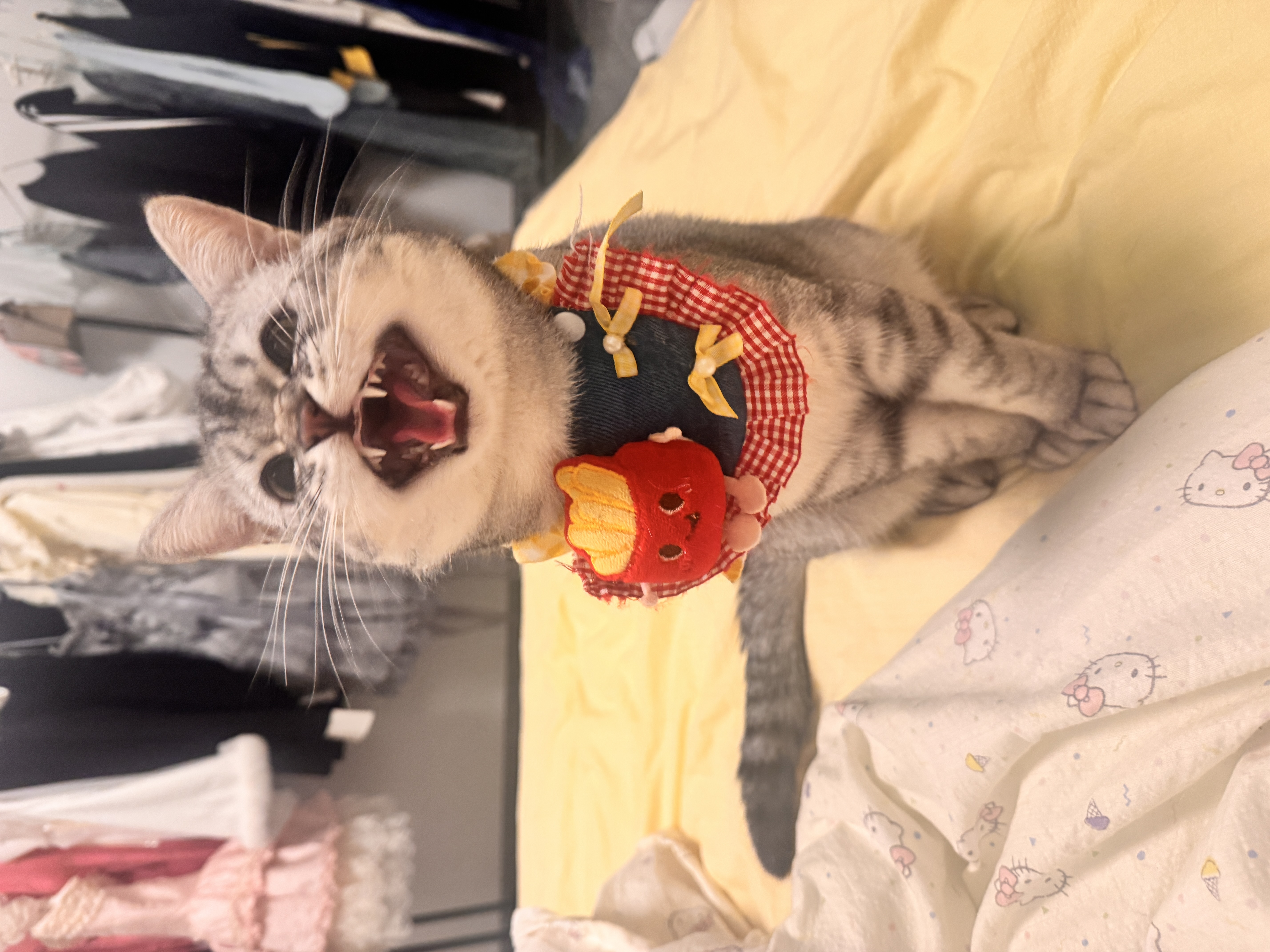 猫猫萌宠档案