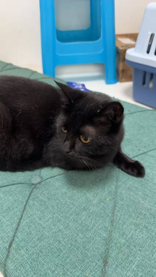 猫猫萌宠档案