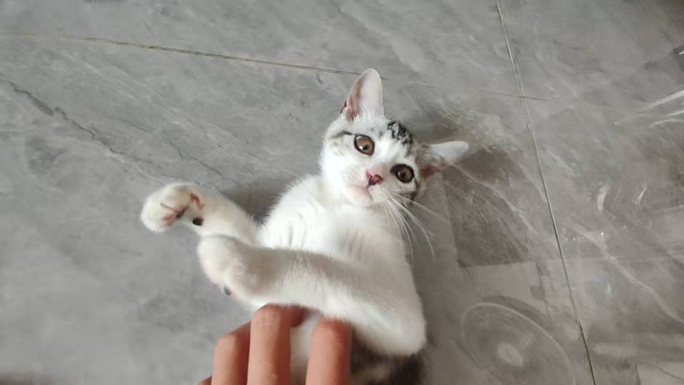 家养可爱小猫找靠谱新家｜诚心领养出售
自家养的猫咪，健康活泼、性格温顺，不是猫舍流水线猫咪，从小富养长大，因为个人精力有…
