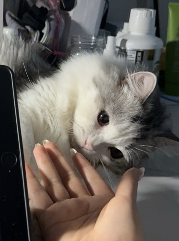 猫猫英国短尾猫