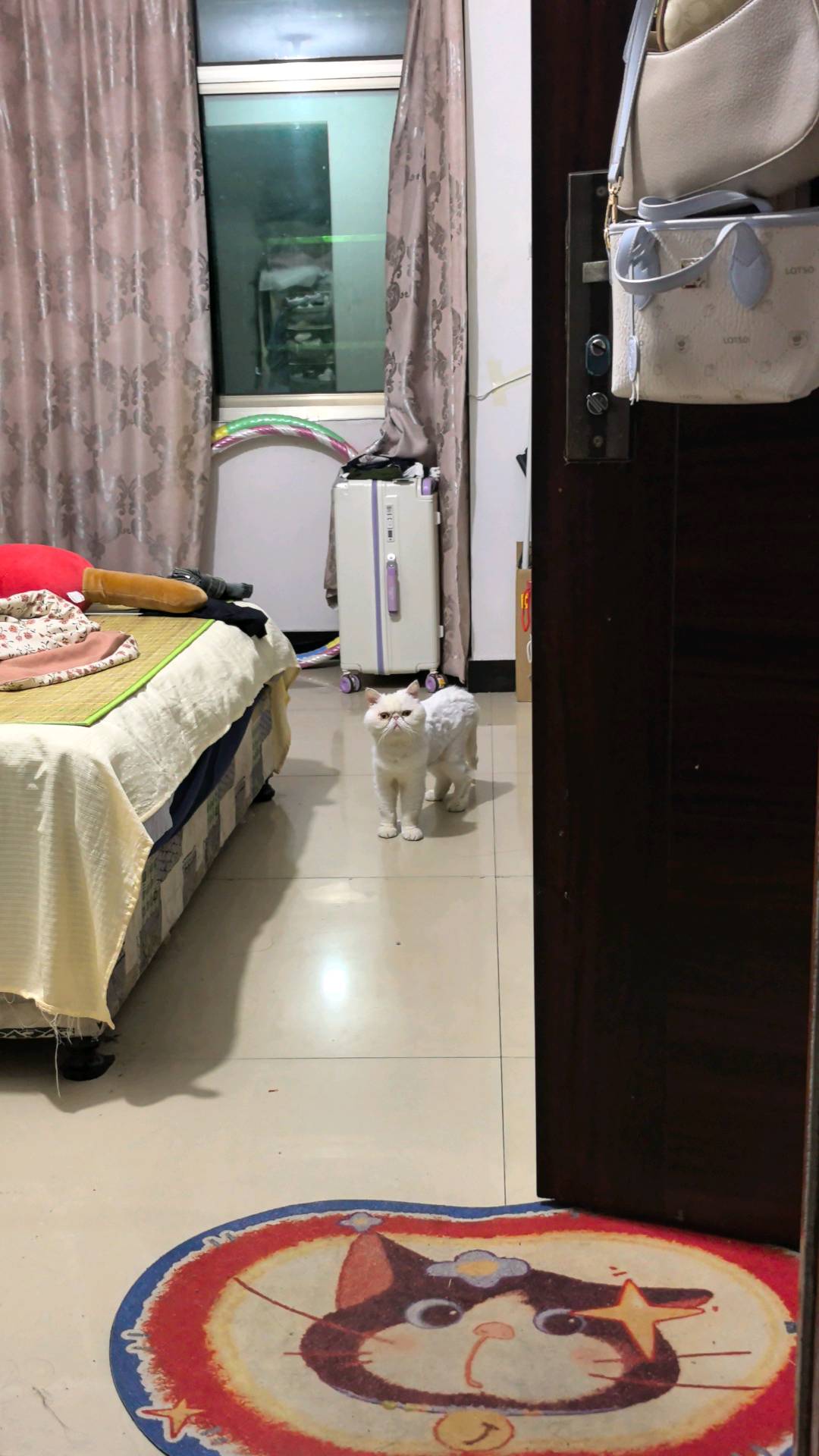 他胆子小需要一个有耐心的人领养。
