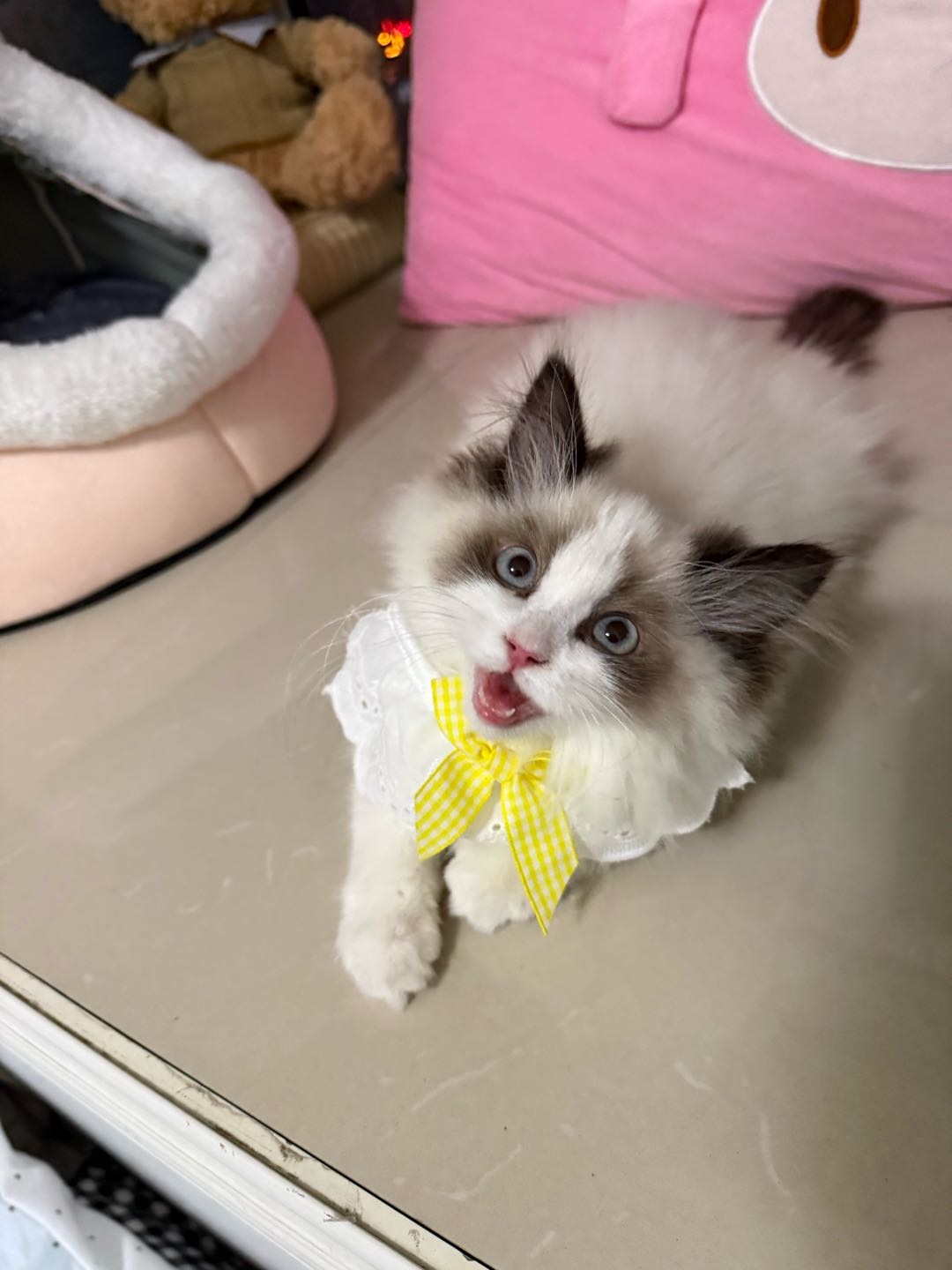 猫猫布偶猫