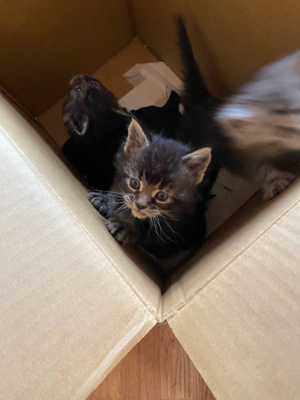 缅因猫，自己家的，诚招主人，379775333