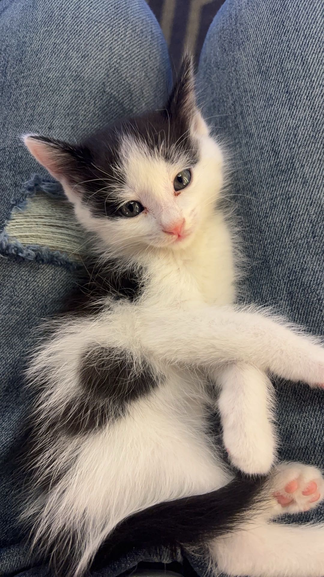谁要这只猫低价出售，猫粮猫抓盆都送