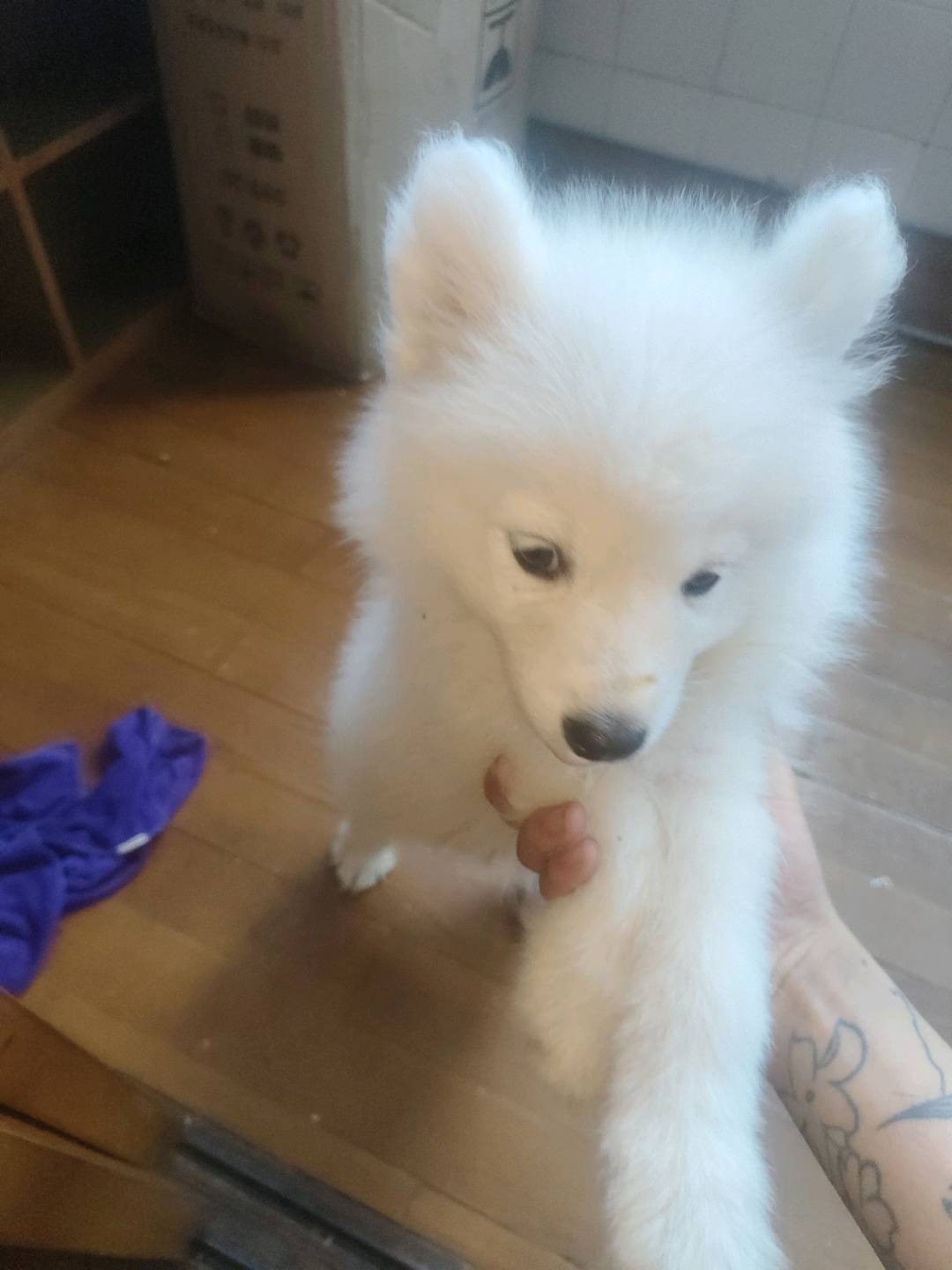 狗狗萨摩耶犬