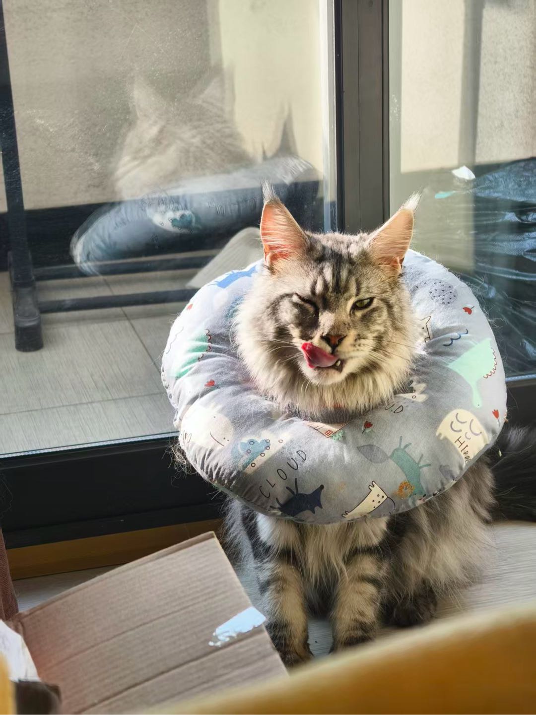 猫猫缅因猫