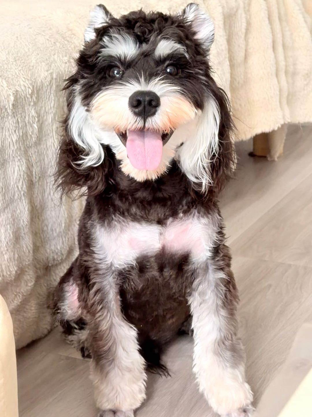狗狗萌宠档案