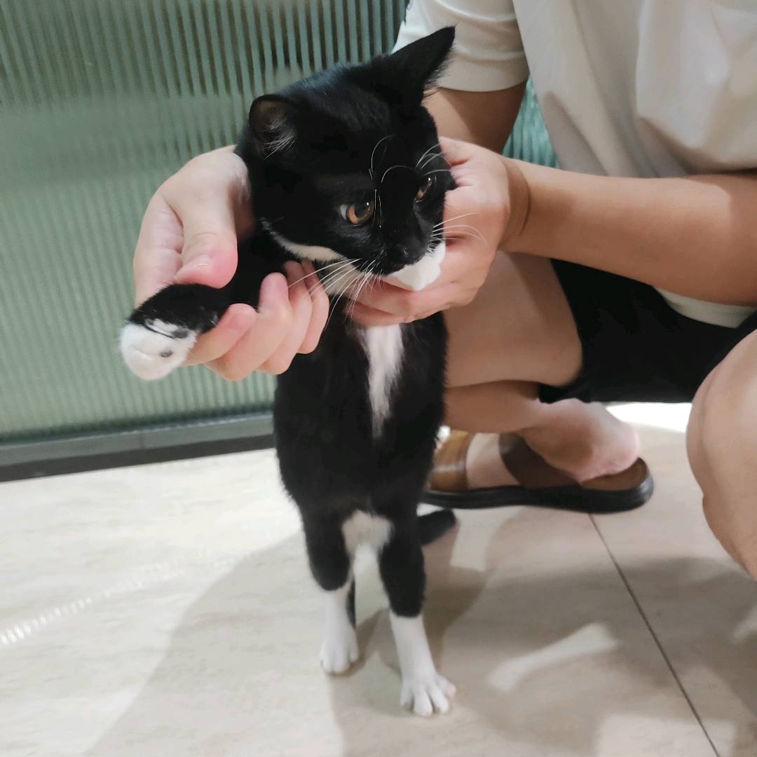 温顺，调皮
