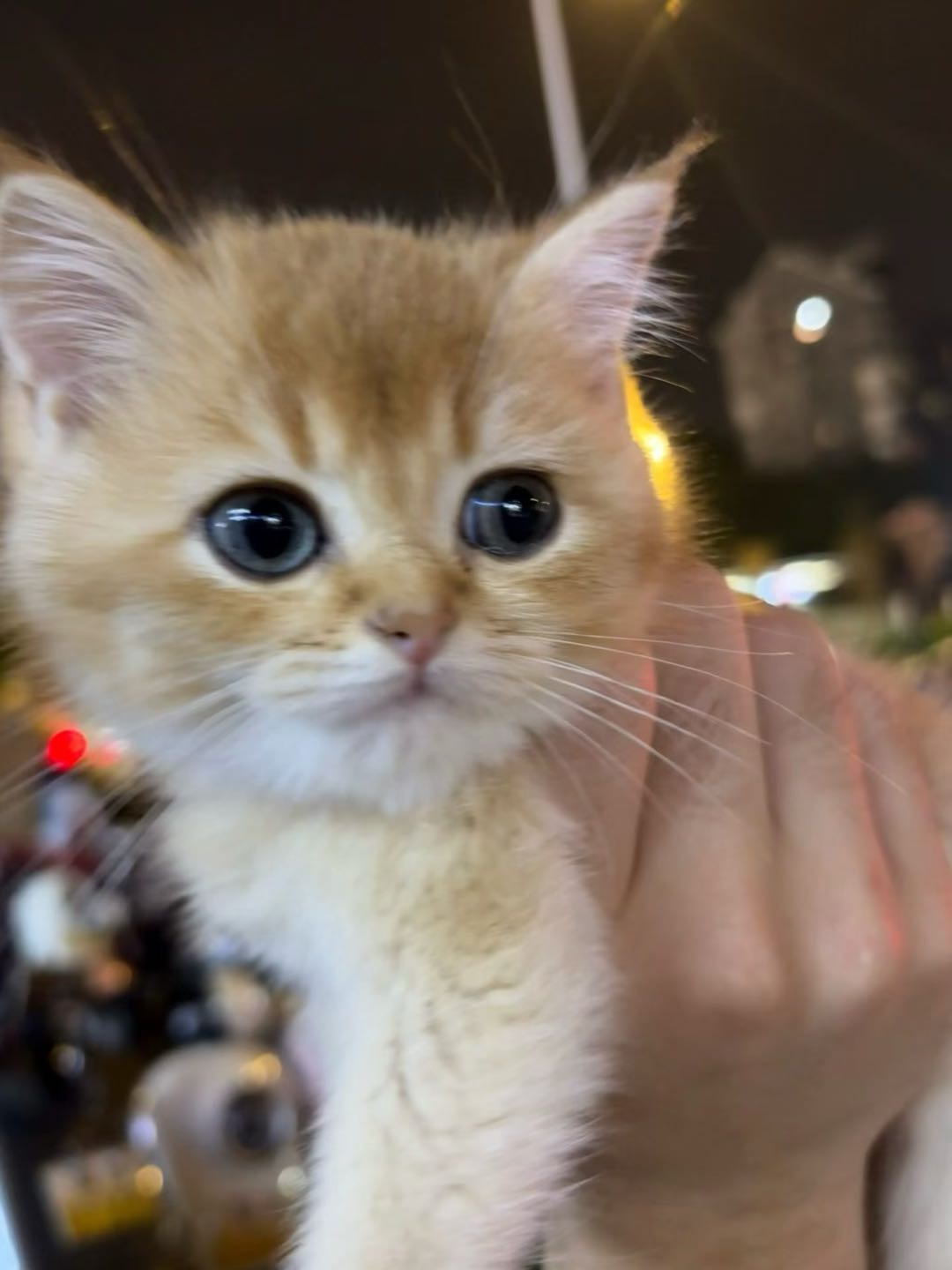 猫猫金渐层