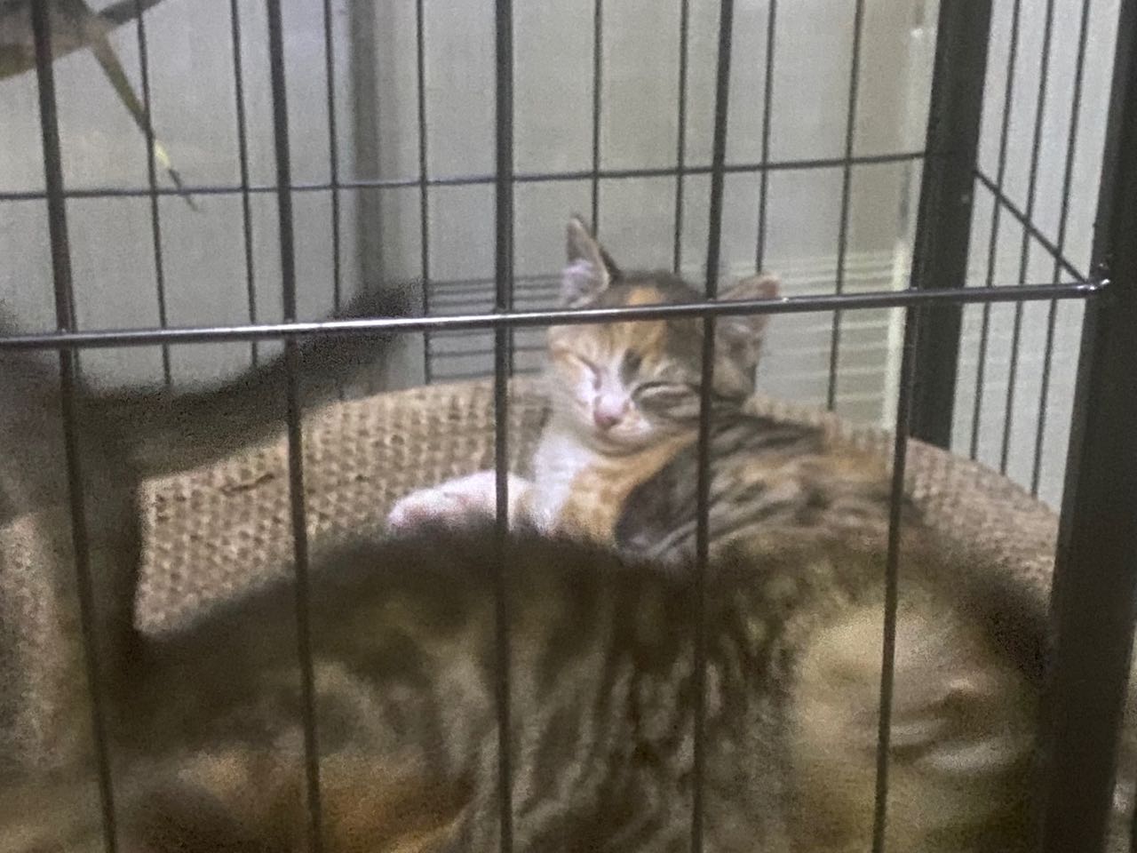 家里的蓝猫生的小猫 有想要领养的吗