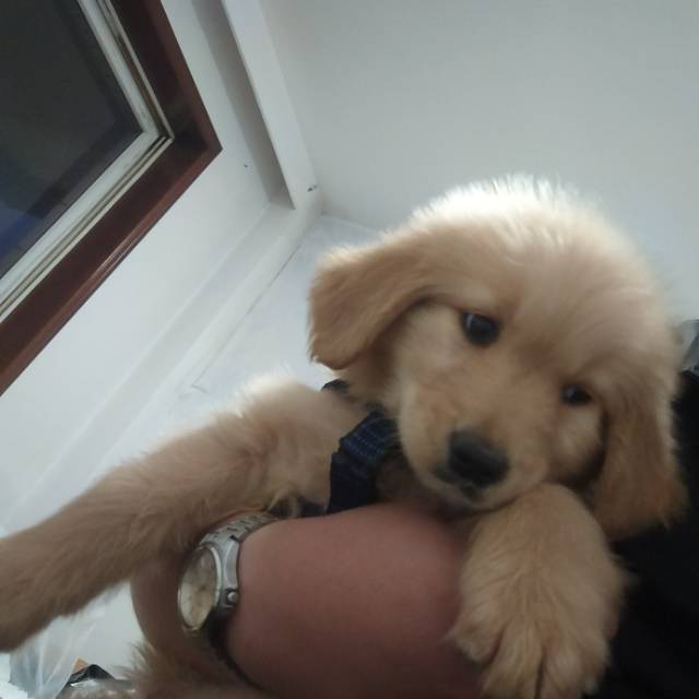 狗狗其它