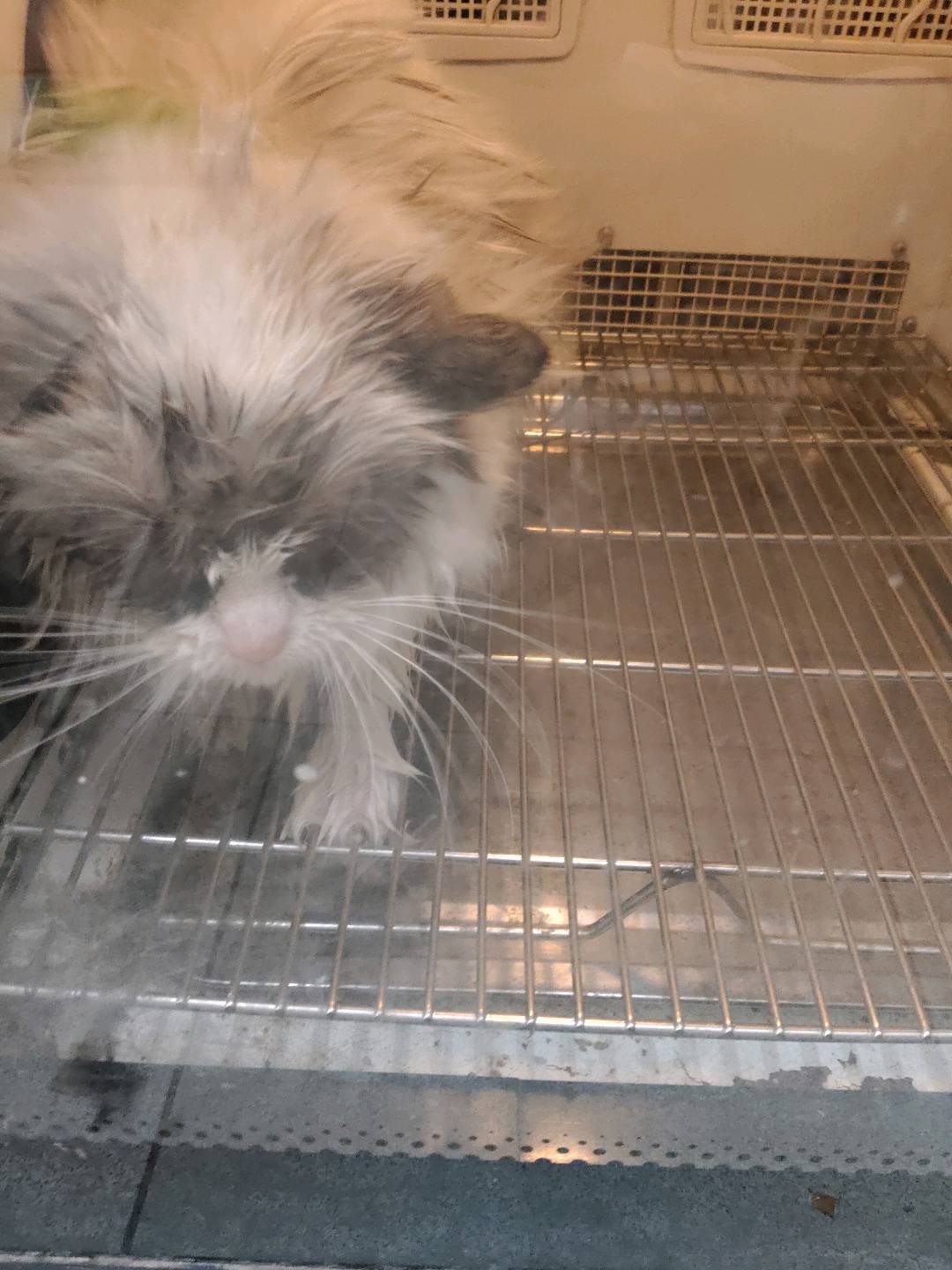 猫猫布偶猫