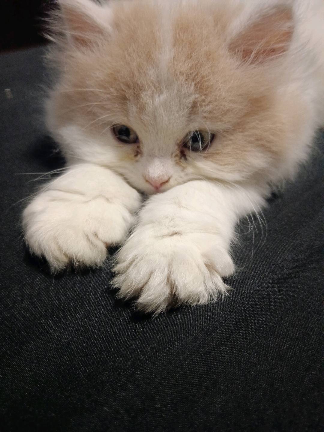 因个人原因，没办法继续养了
白梵高地长毛小奶猫找新家
是一只小妹妹/自提时当面付款
目前没有打疫苗 两个月大，建议的话国…