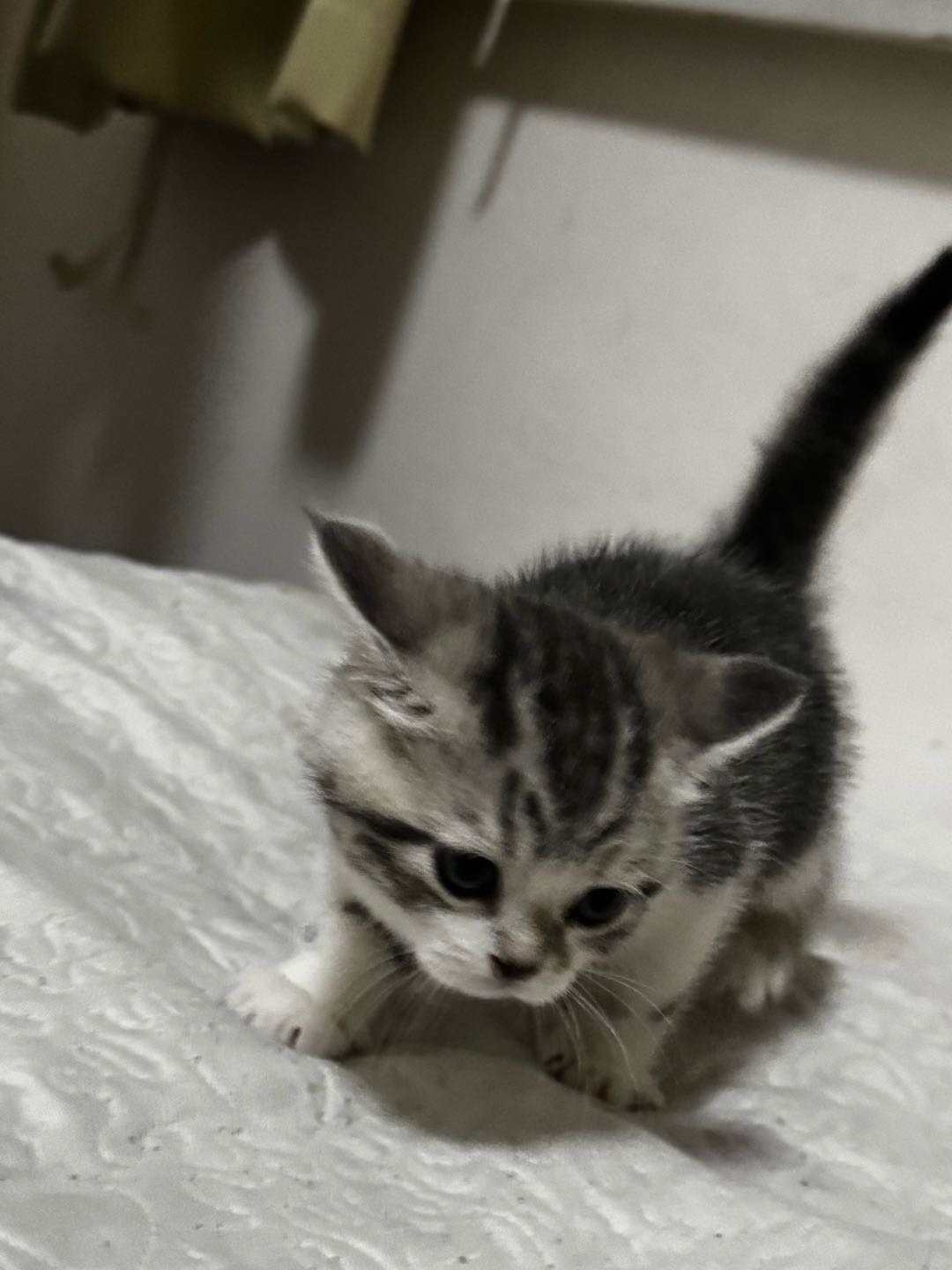 猫猫美国短毛猫