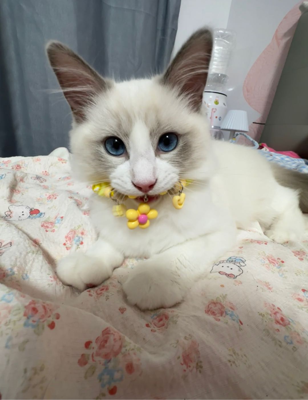 没时间照顾他喽实在是求爱猫人士领养才五个月大