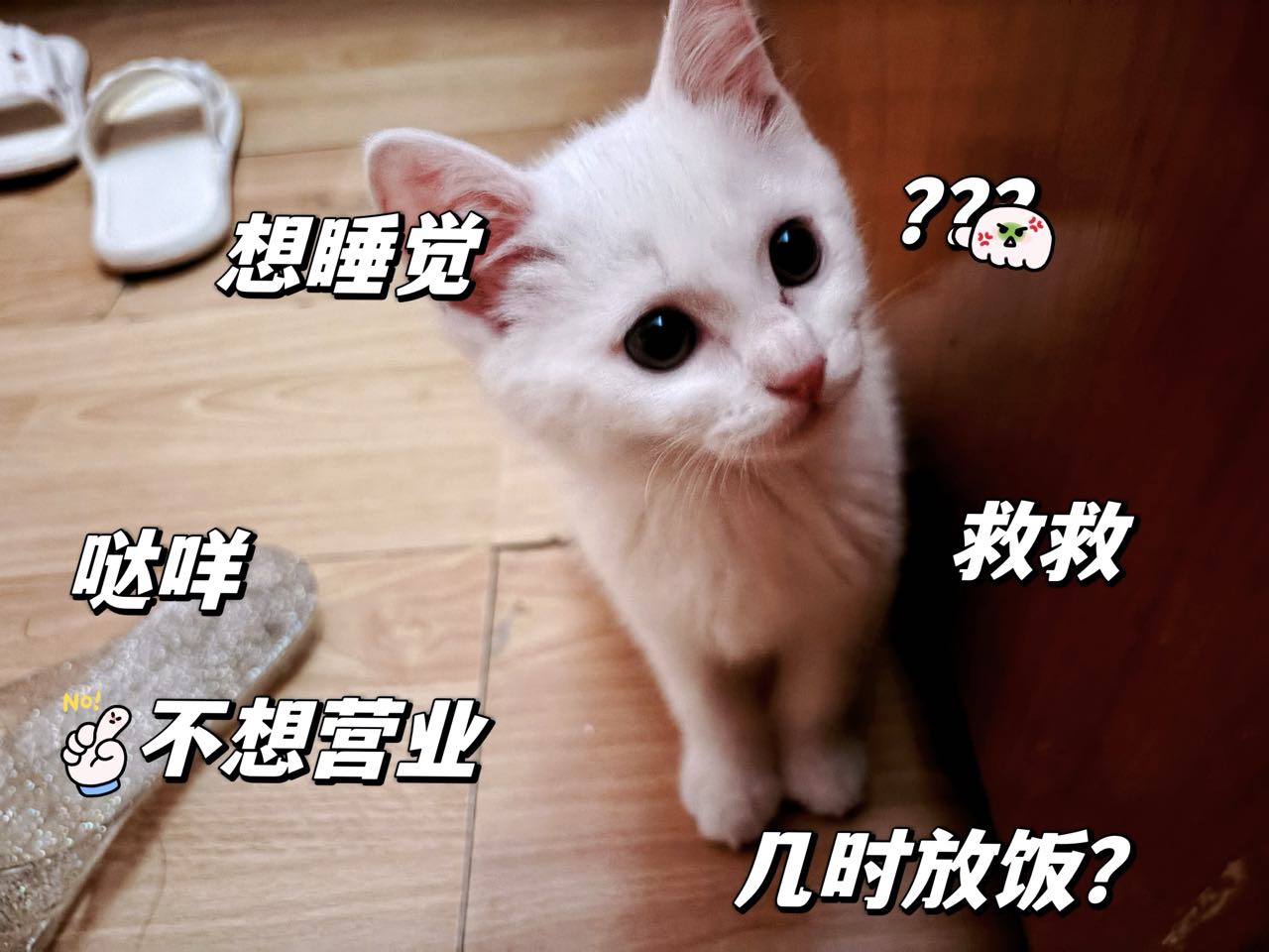 七七，中长毛！两个多月啦！疫苗打过一针，体内驱虫各一次！由于工作原因换住的地方太小了！没法在继续养下去！现想帮它找个有爱…