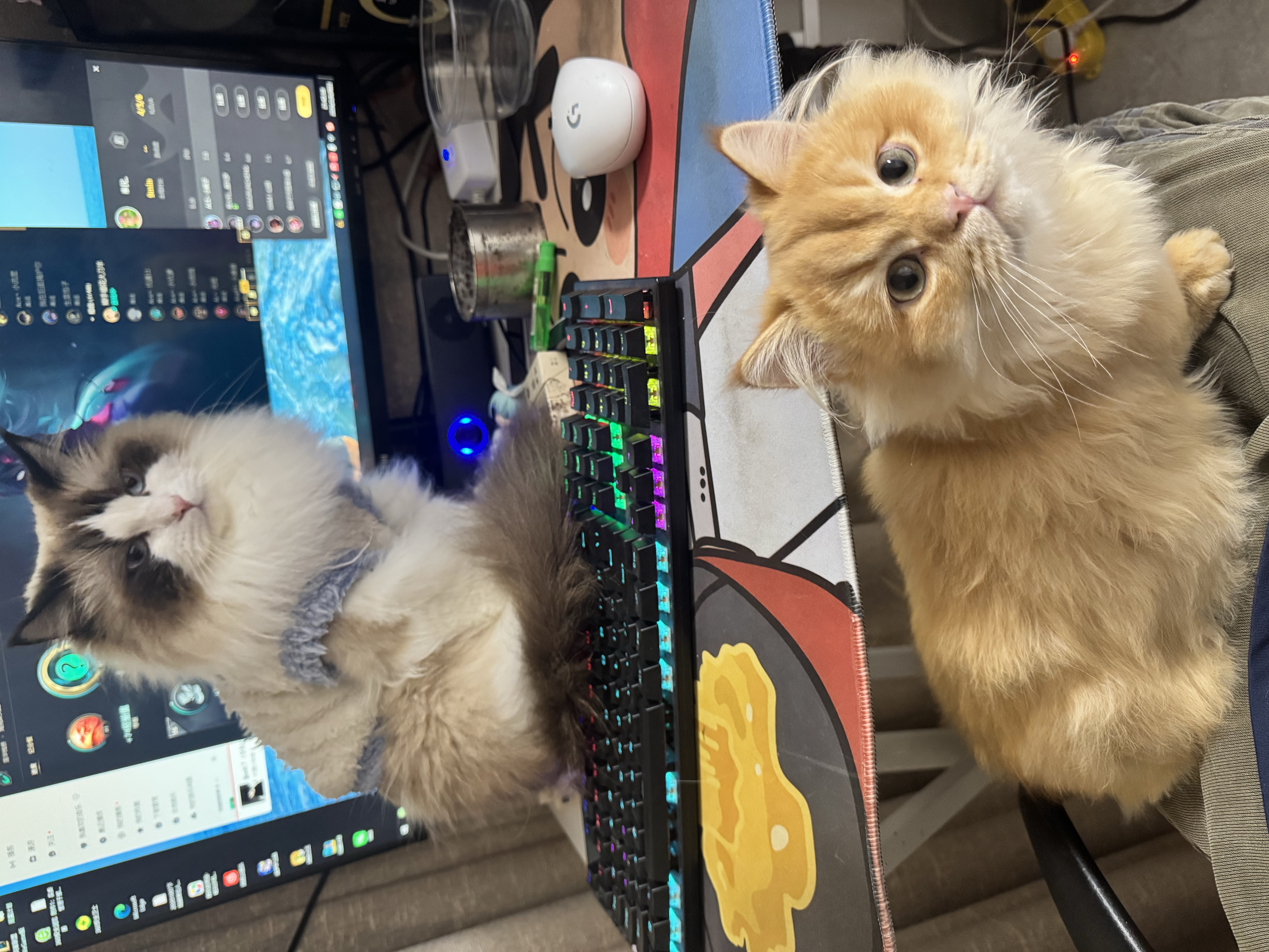 上门铲屎官来报道啦！